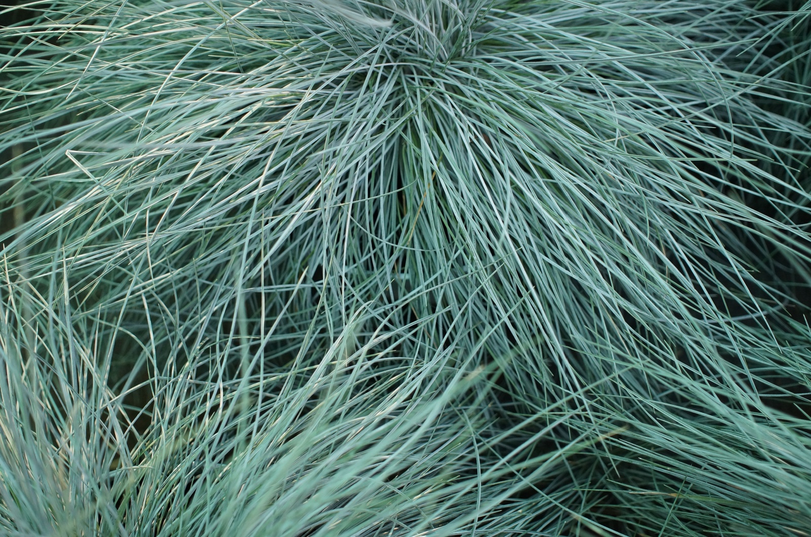 Blue Fescue