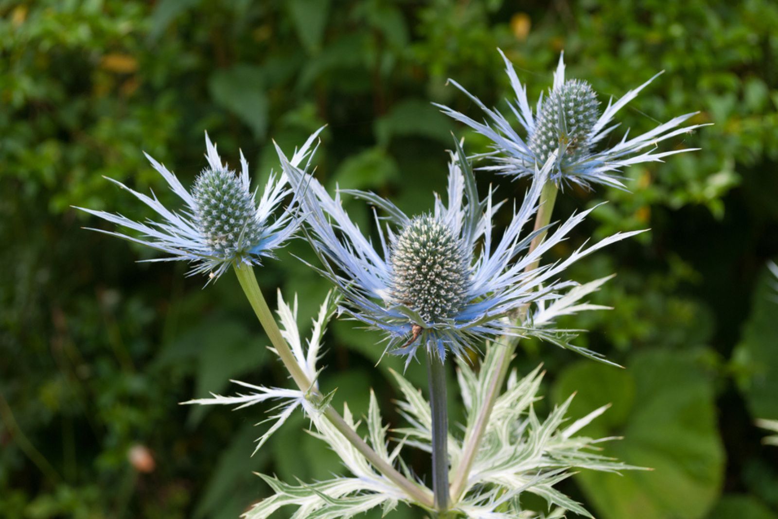 Blue Thistle