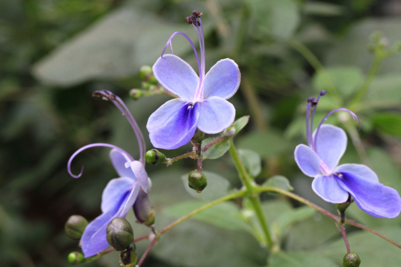 Blue butterfly flower