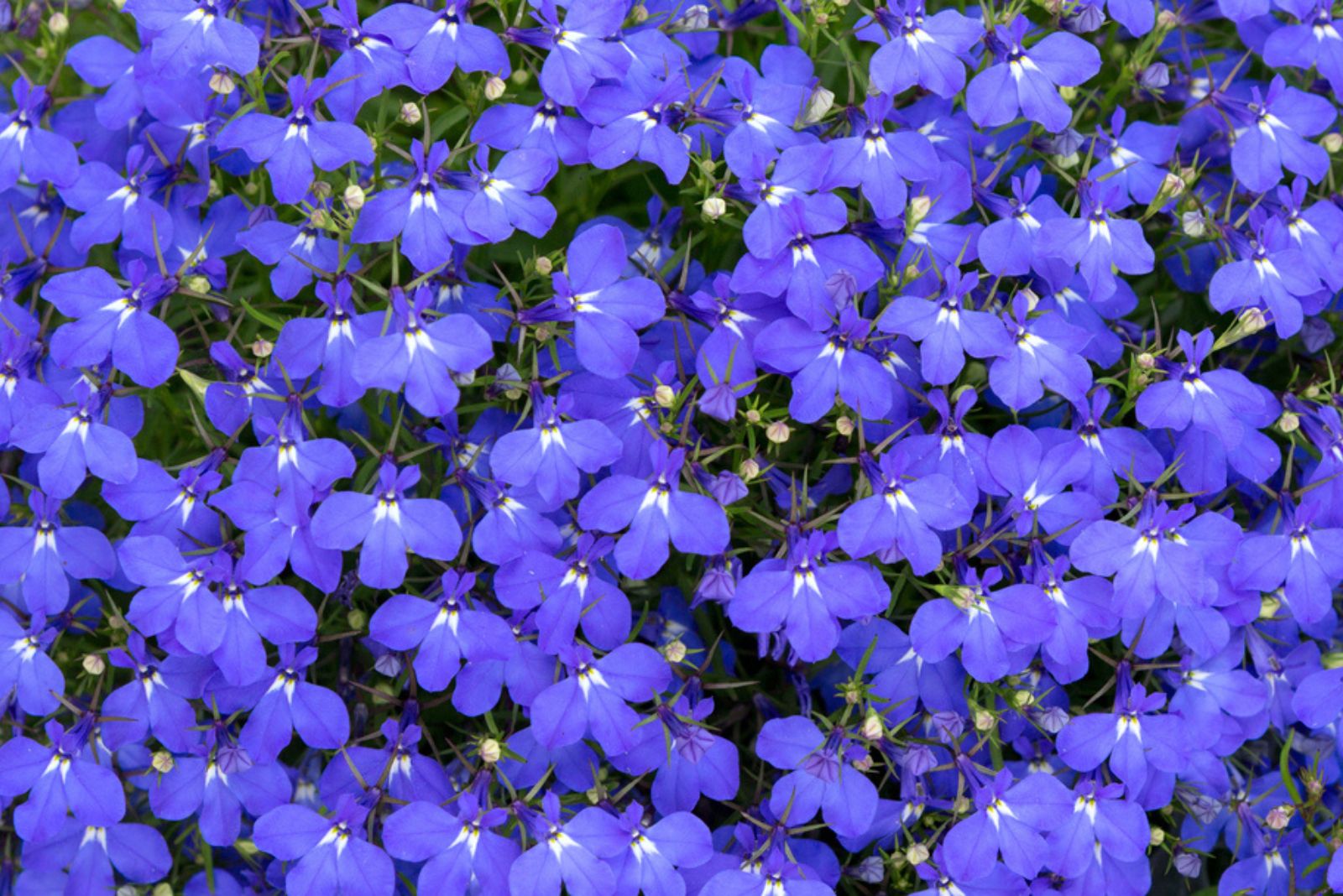 Blue tail Lobelia sapphire flowers