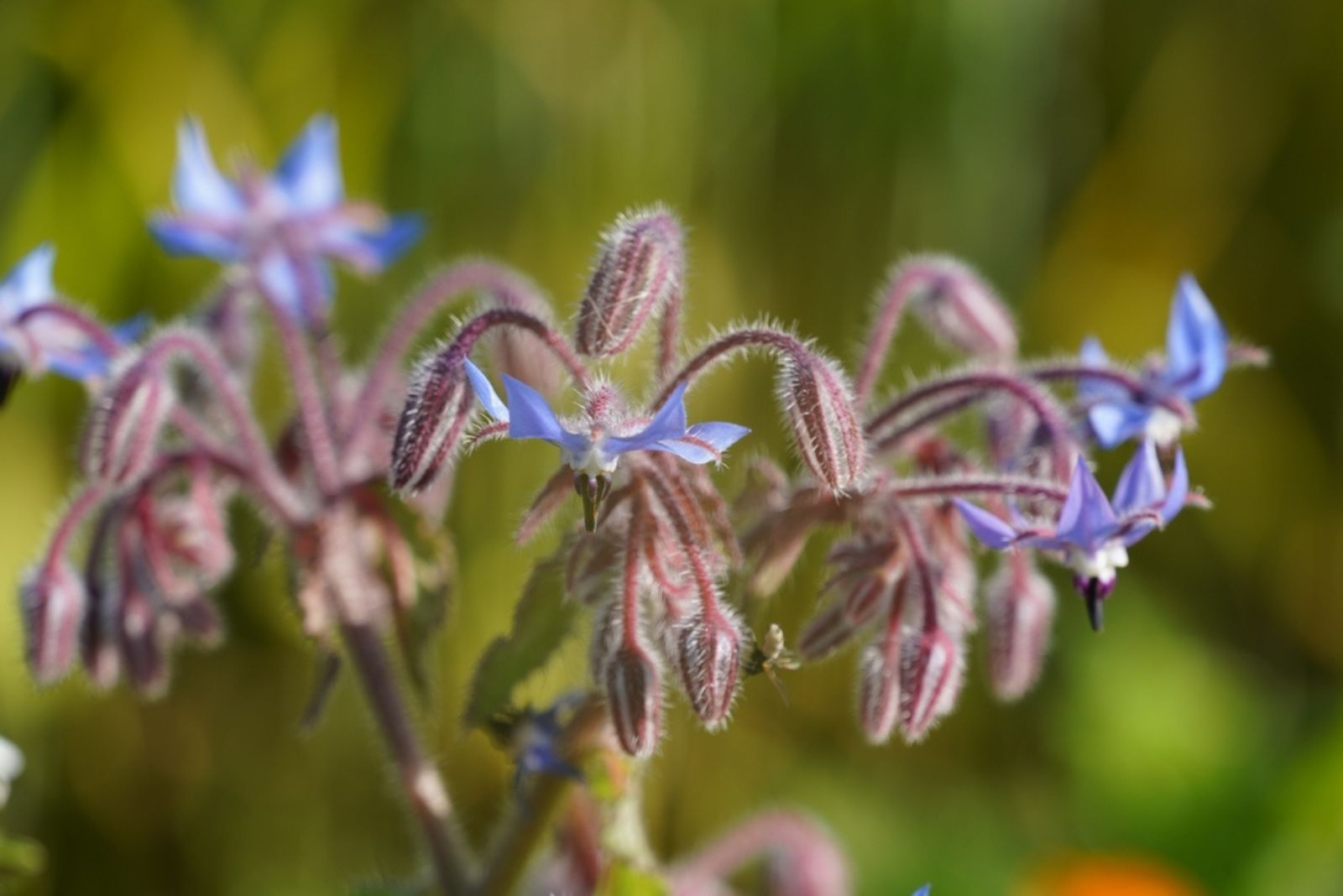 Borago officinalis also known as Cover Crop