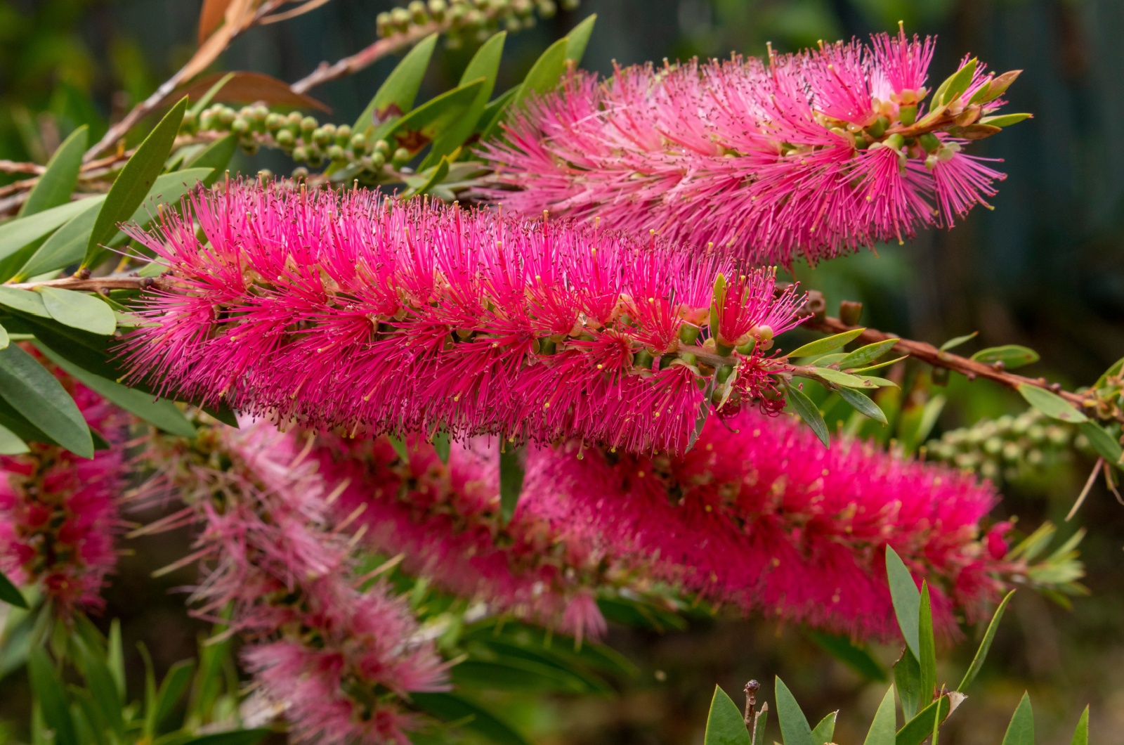 Bottlebrush Shrub