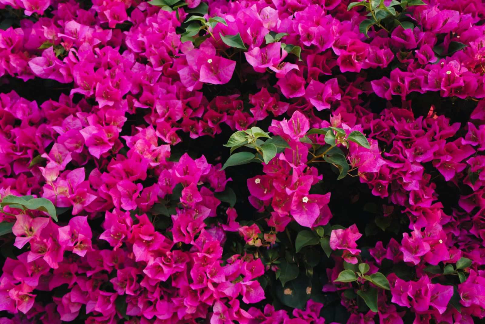 Bougainvillea 