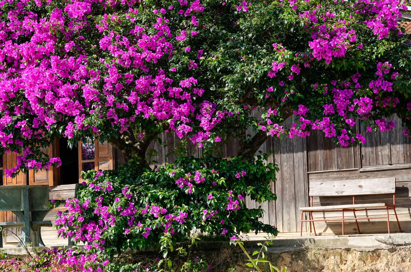 Bougainvillea