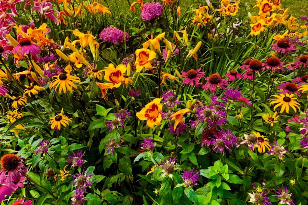 Bright Colored Perennial Mixed Flowers