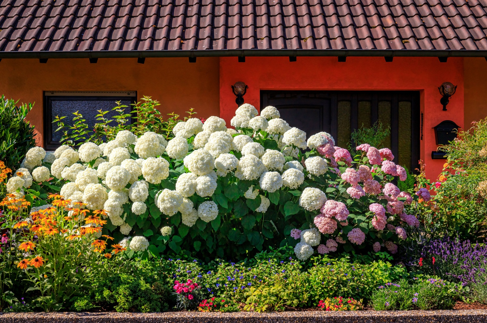 Bright big Hydrangea bush