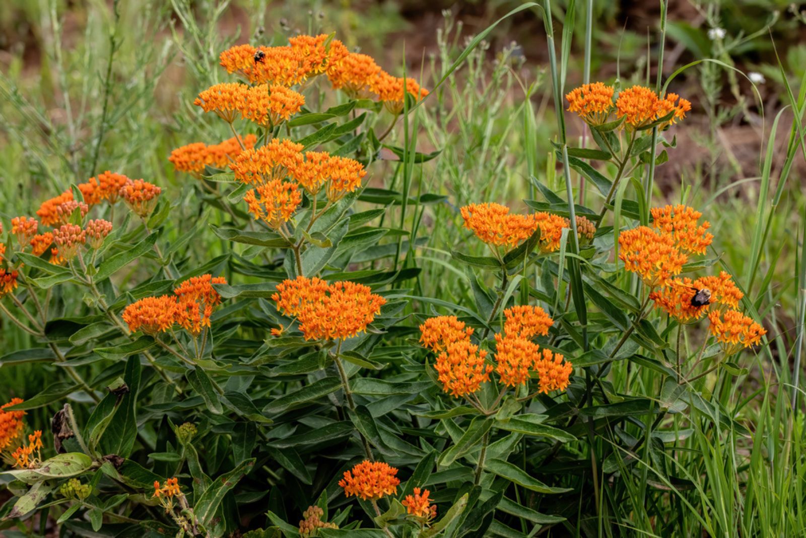 Bright orange butterfly weed