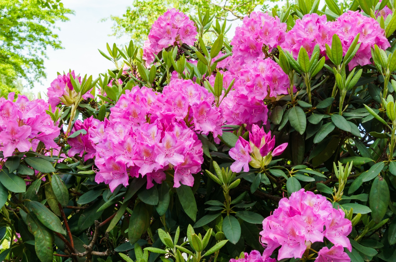 Bright pink Rhododendron