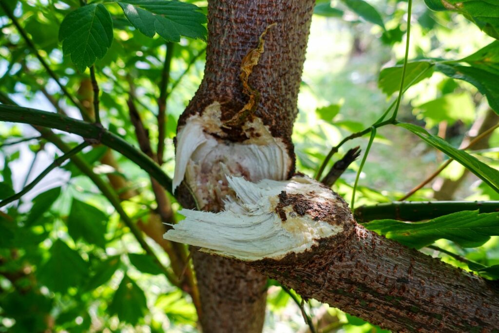 Broken tree branch