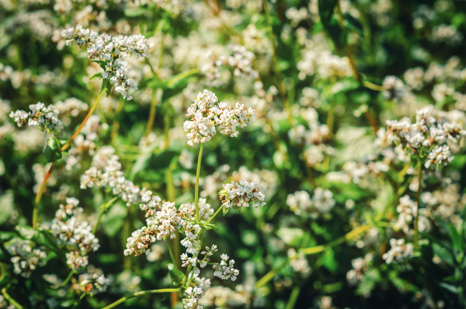 Buckwheat flowering in the field