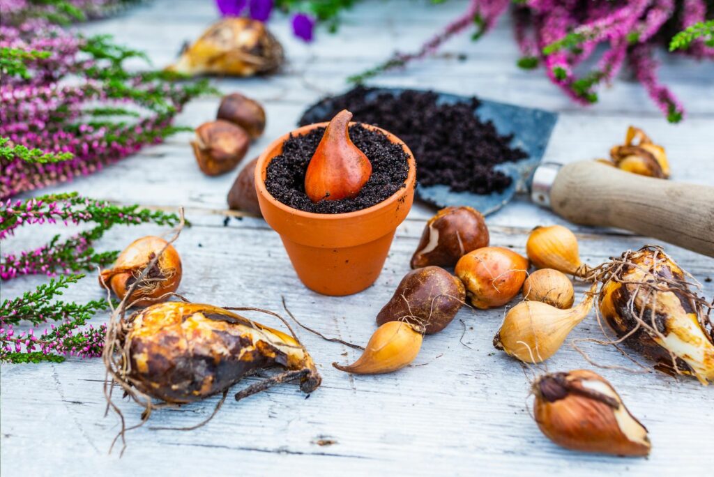 Bulbs of flowers ready for autumn planting