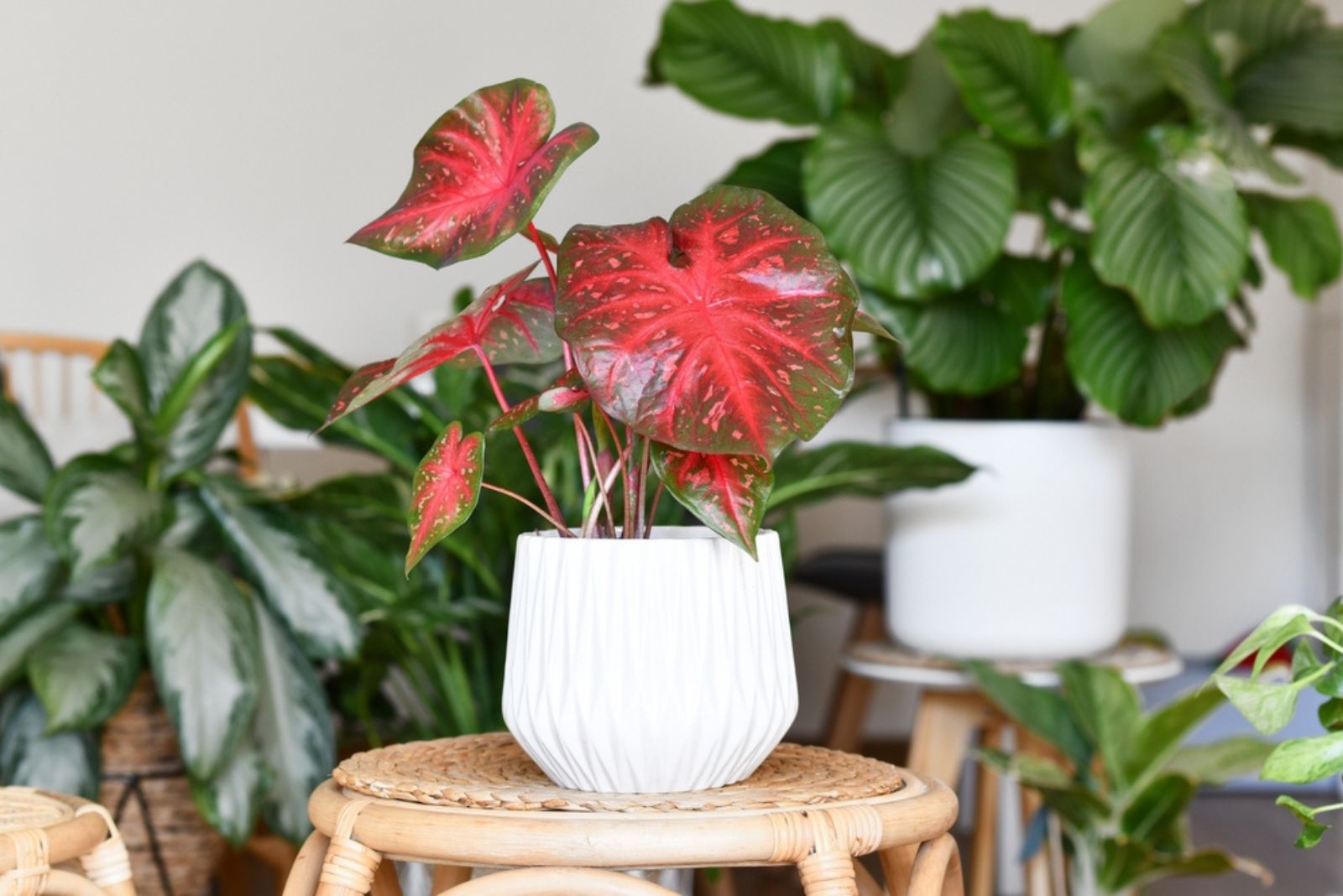 Caladium Red Flash houseplant in flower pot