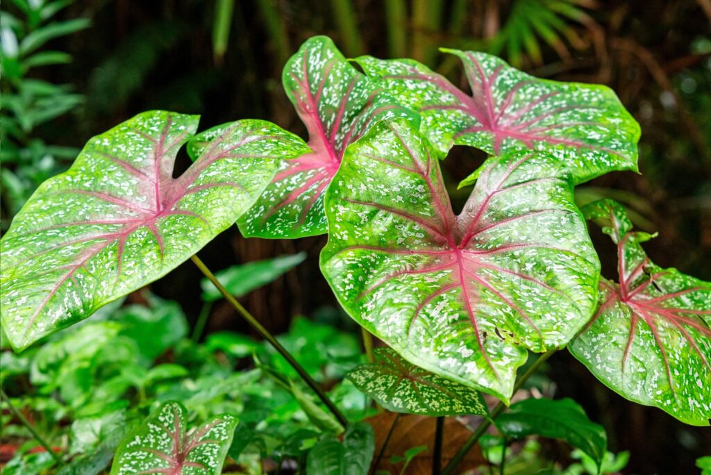 Caladium bicolor