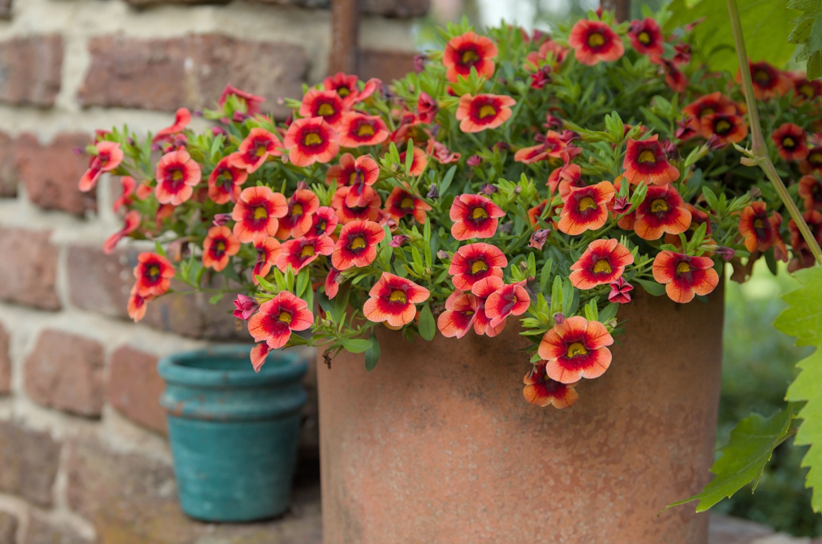 Calibrachoa in a flowerpot