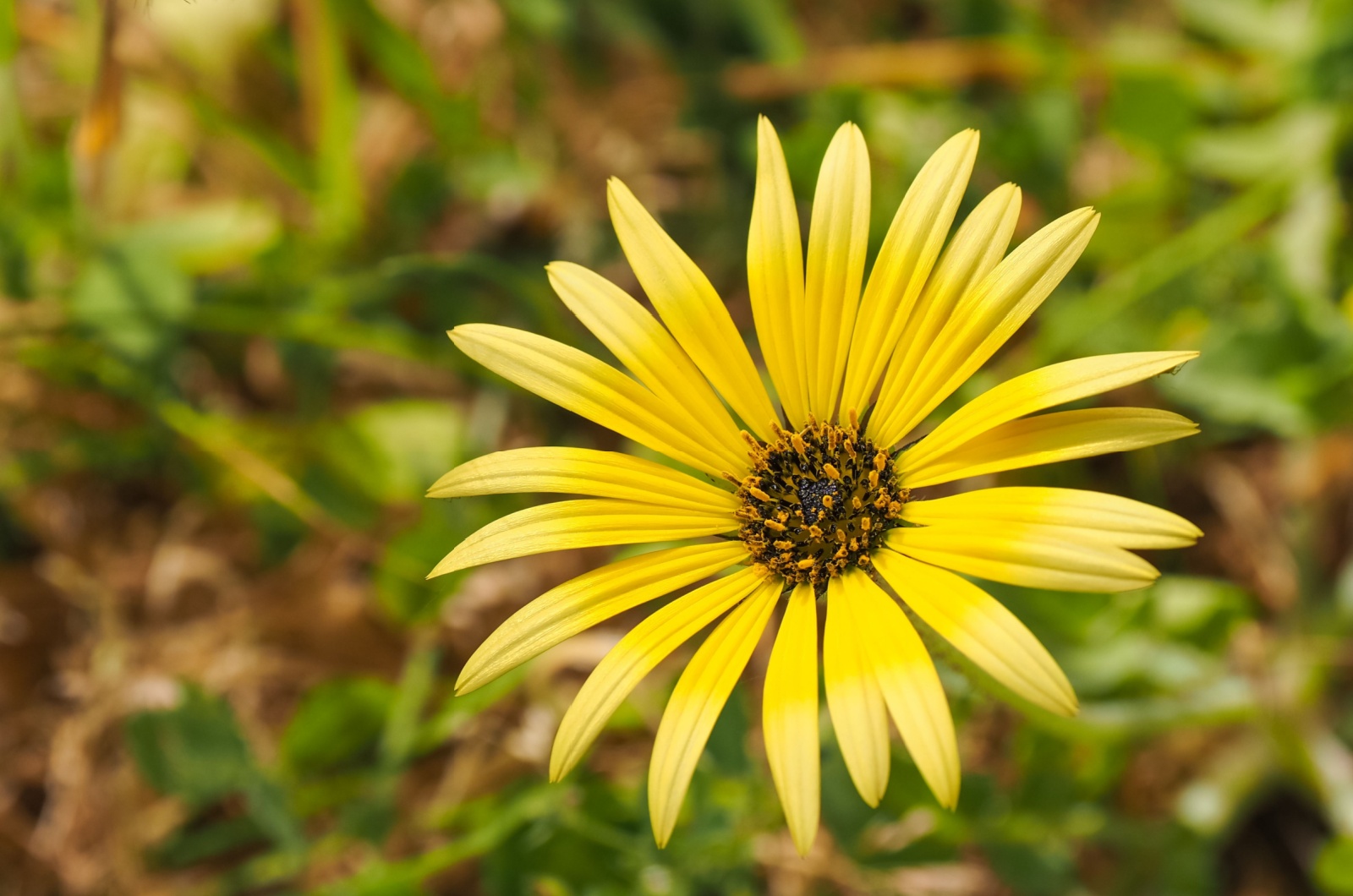 Cape Marigold