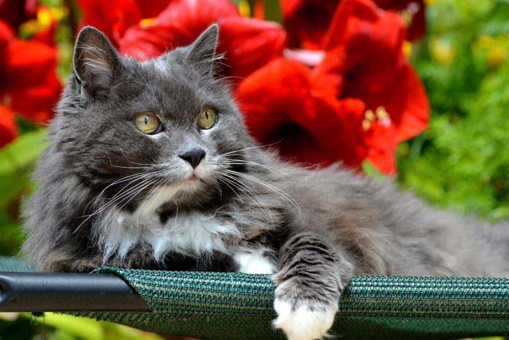 Cat enjoying a beautiful day outdoors