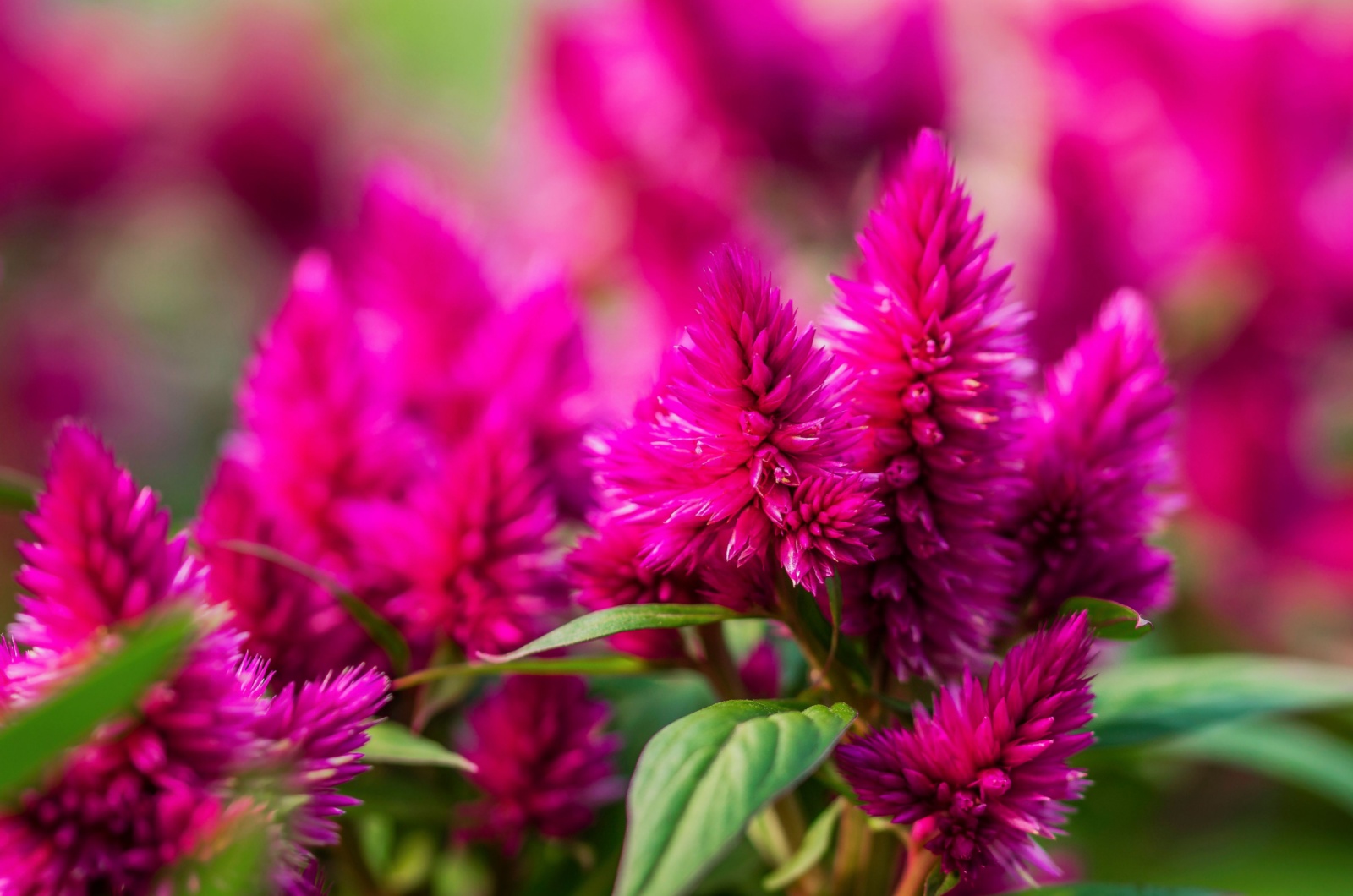 Celosia