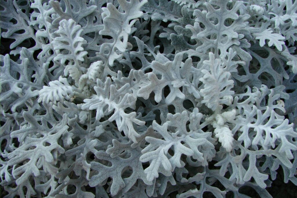 Cineraria maritima silver dust