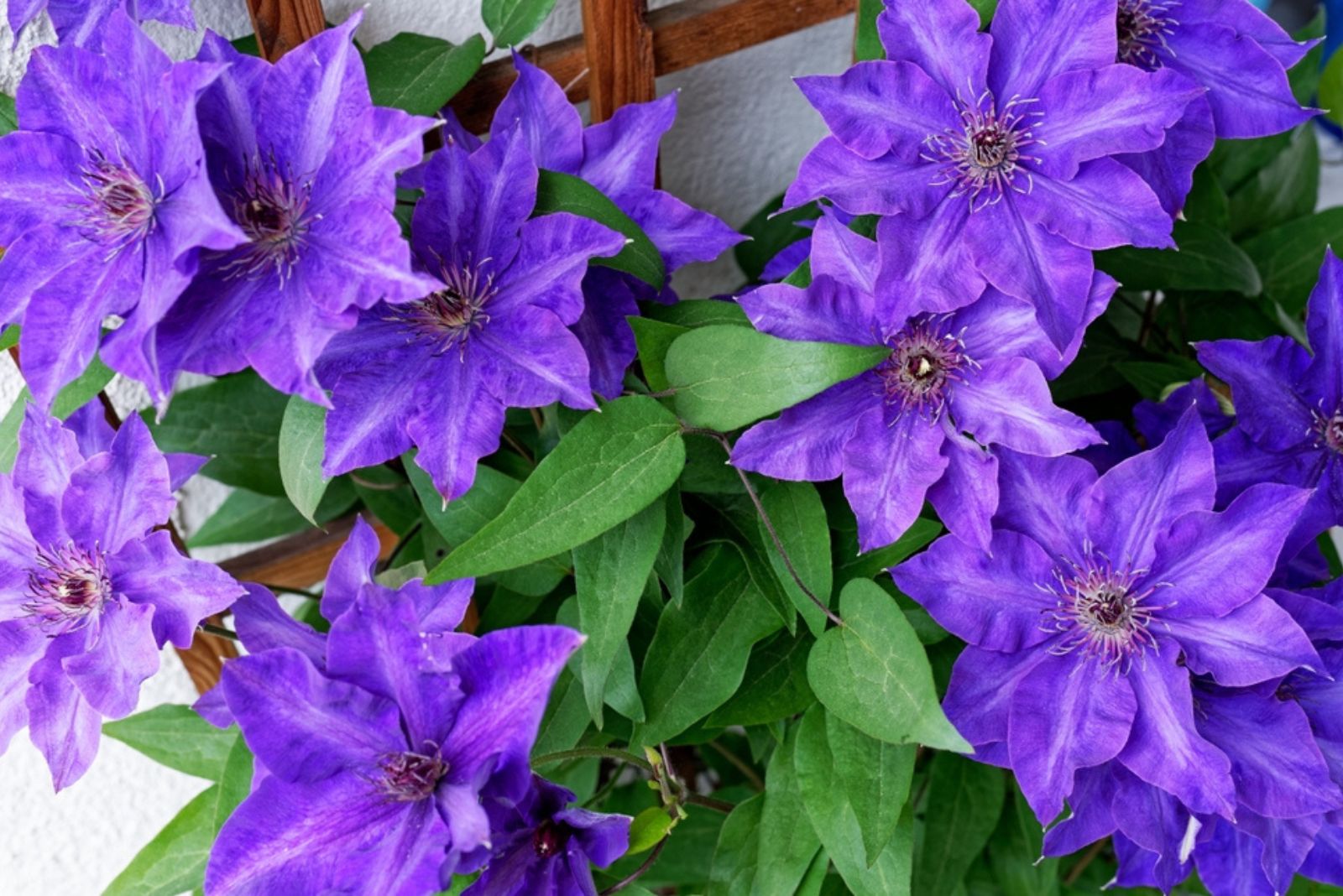 Clematis Vines