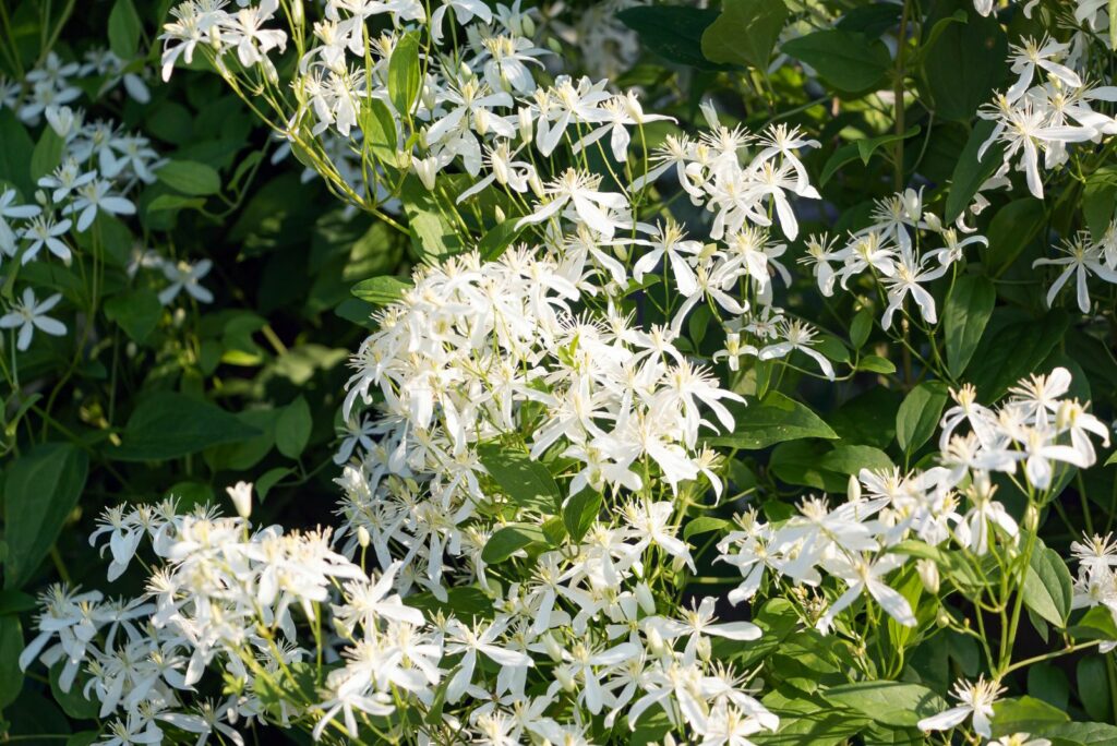 Clematis recta