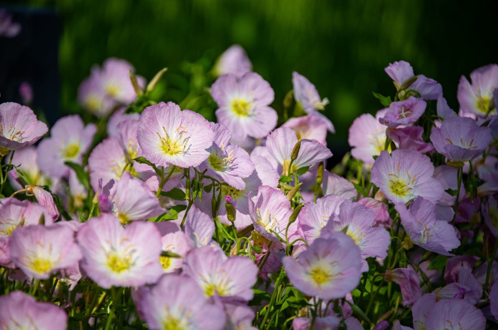 Close-up of Pink Evening Primrose