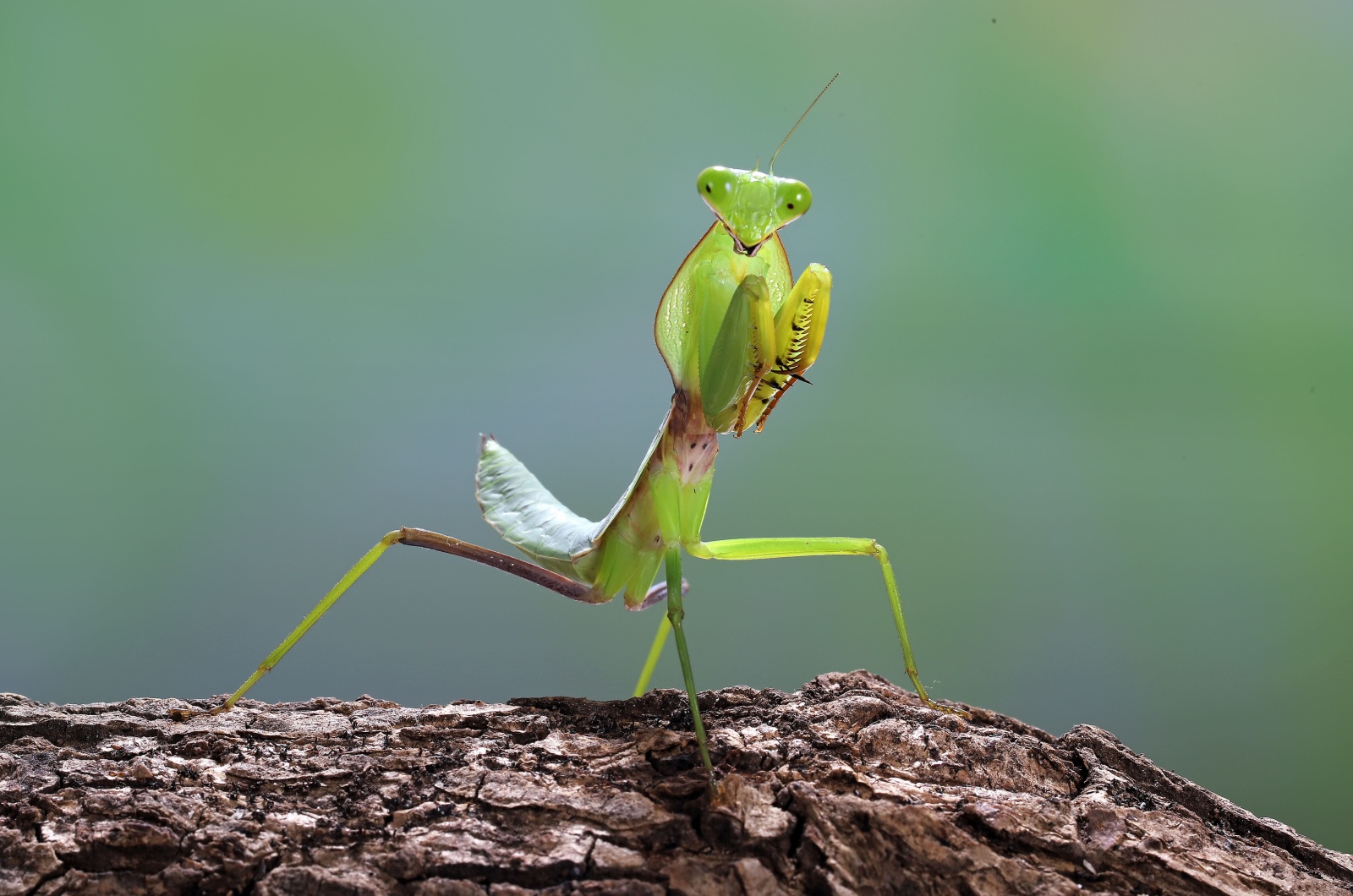 Close up photo of a Green praying mantis