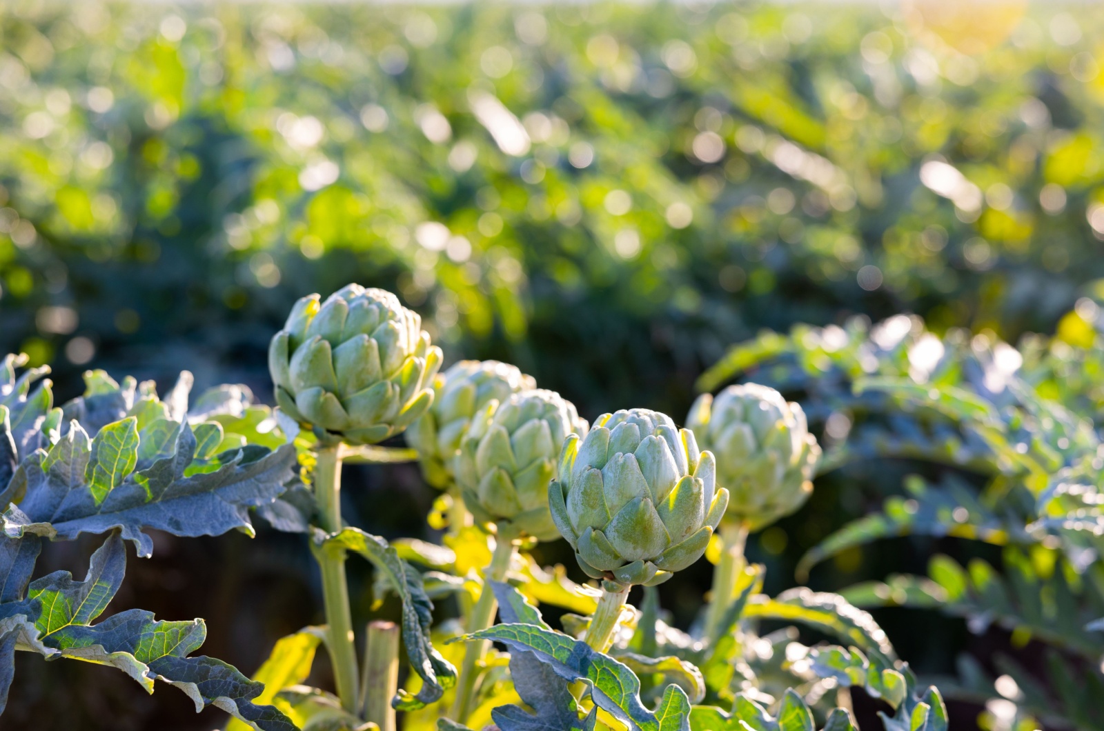 Closeup of ripe artichokes flower