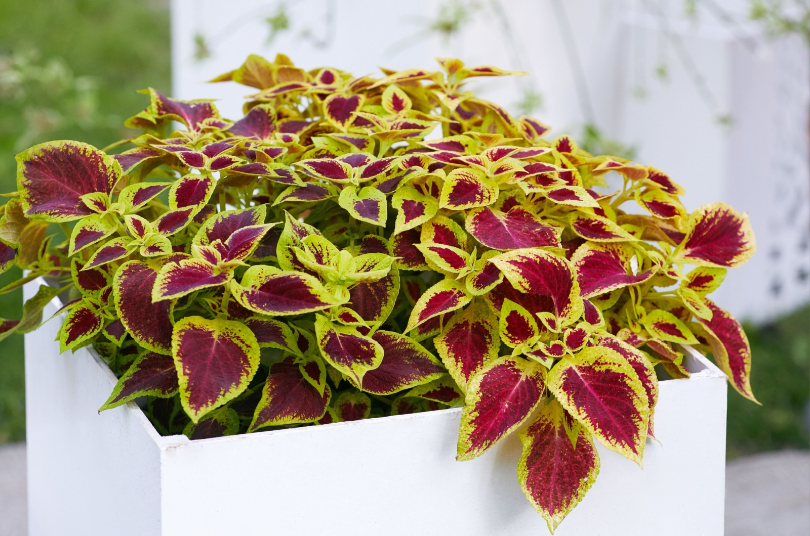 Coleus