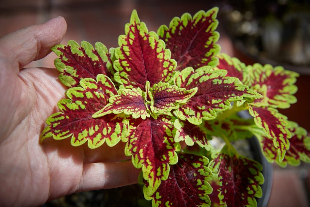 Coleus leaves