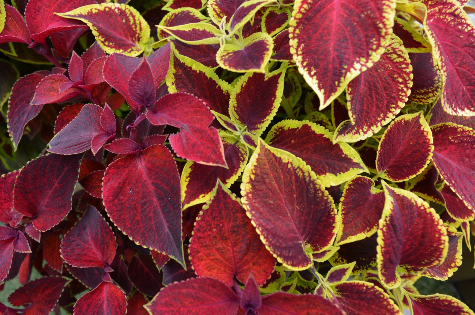 Coleus