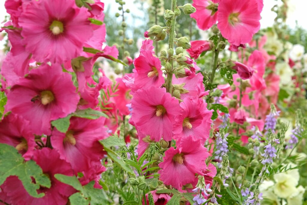 Colourful deep pink Alcea rosea