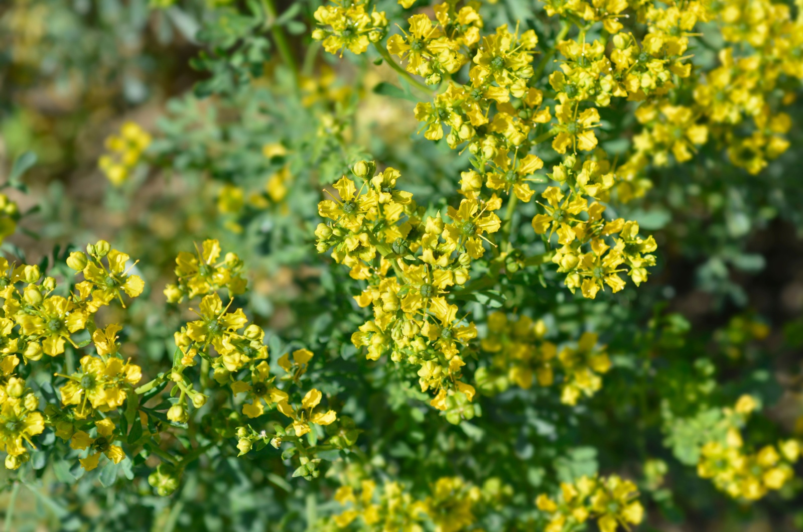 Common rue flowers