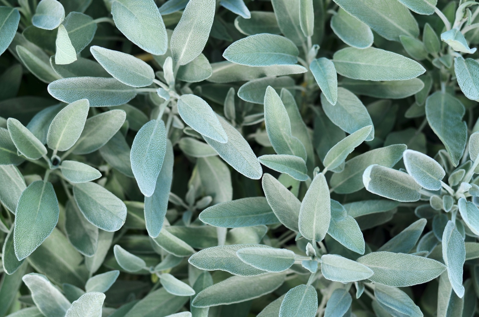 Common sage