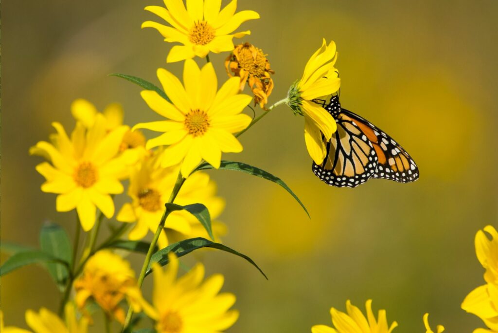 Compass Plant