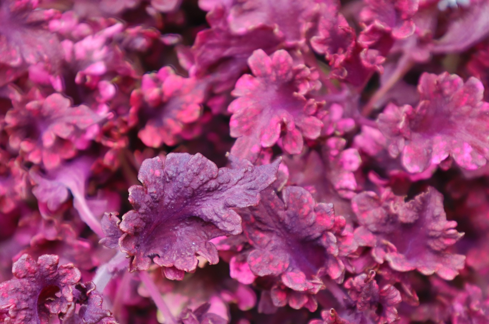 Coral Bells