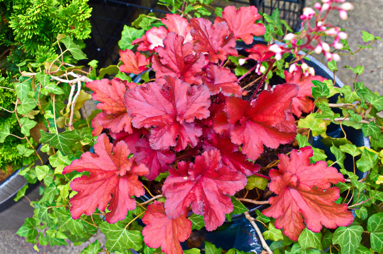 Coral Bells