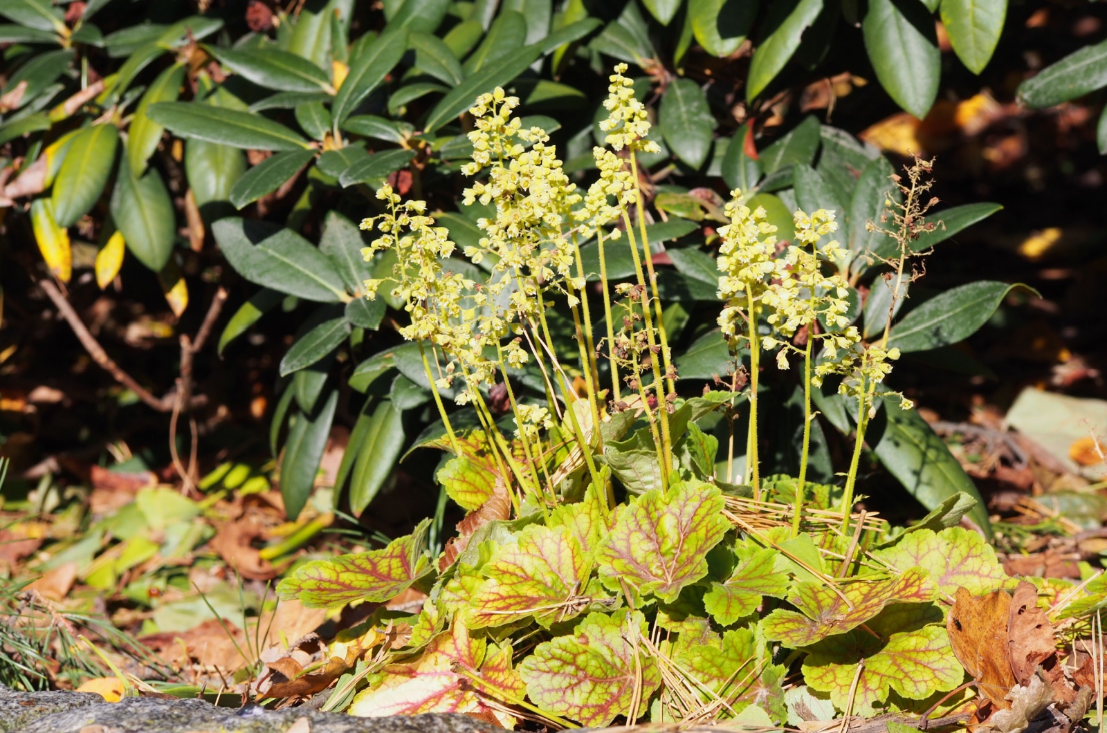 Coral Bells