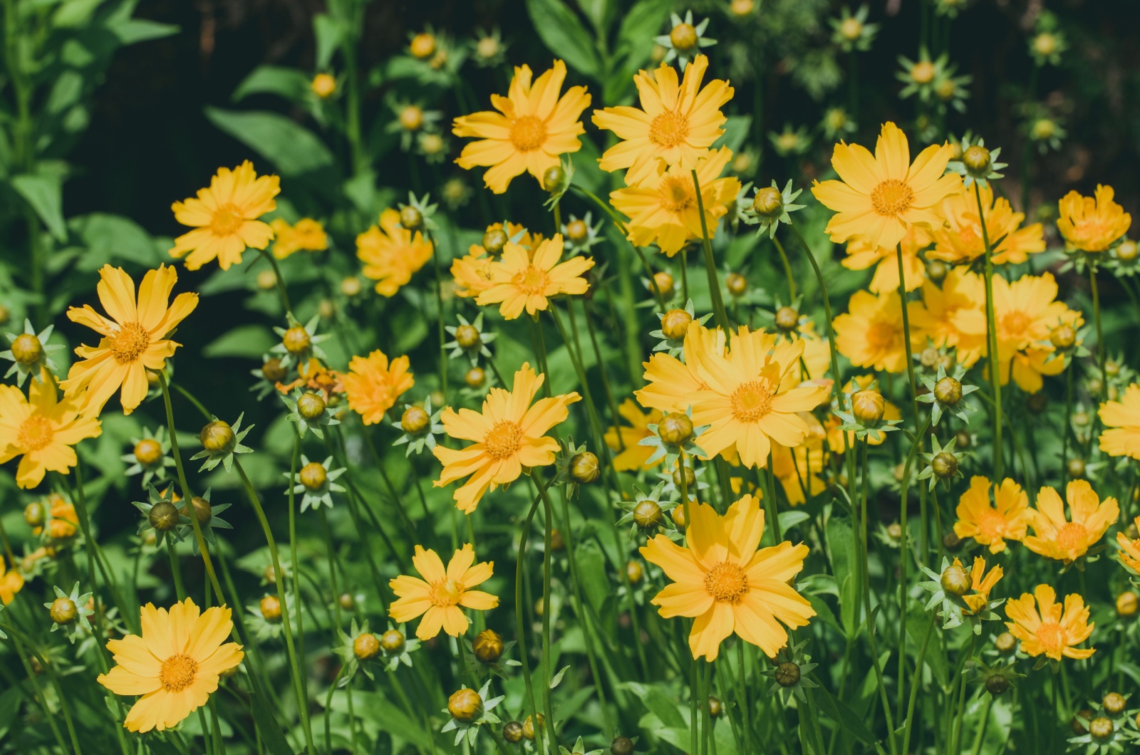 Coreopsis