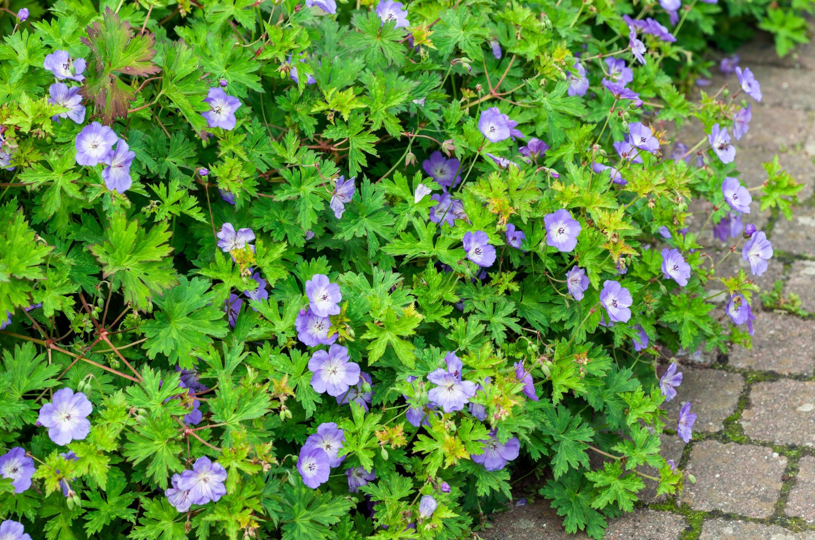 Cranesbill