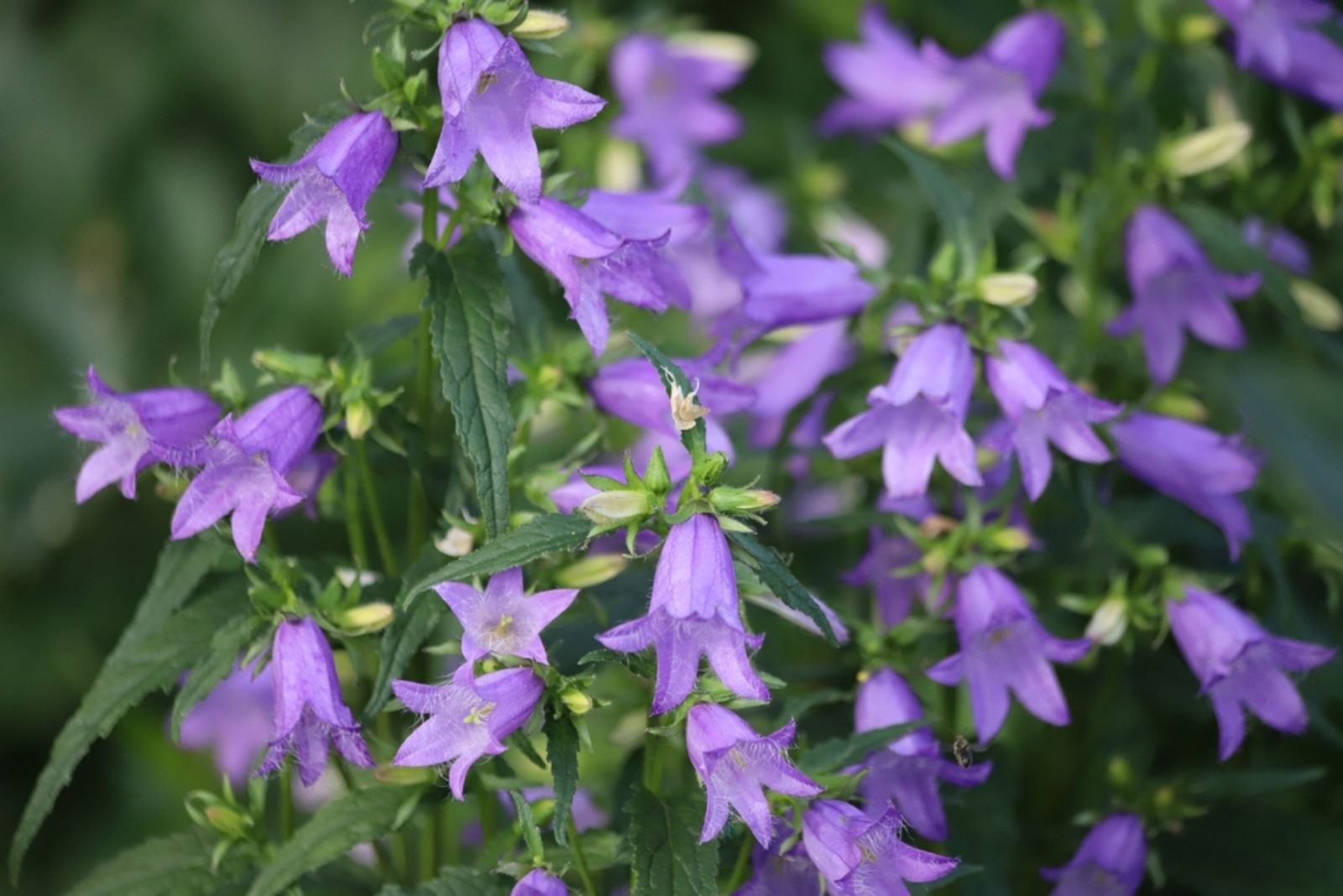 Creeping violet bellflowers