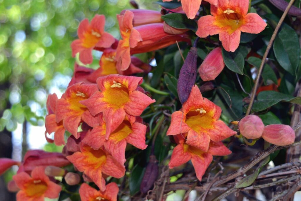 Cross vine variety