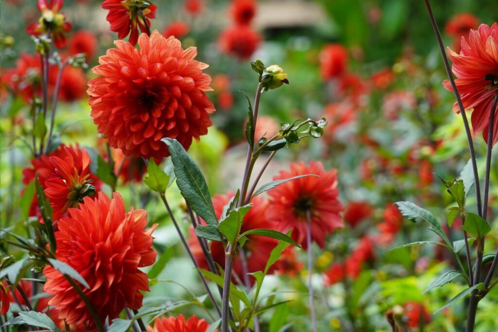 Dahlia Flowers