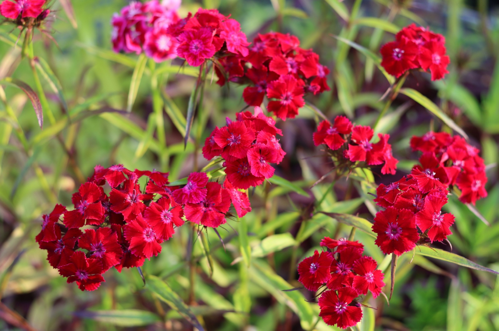 Dianthus Flowers