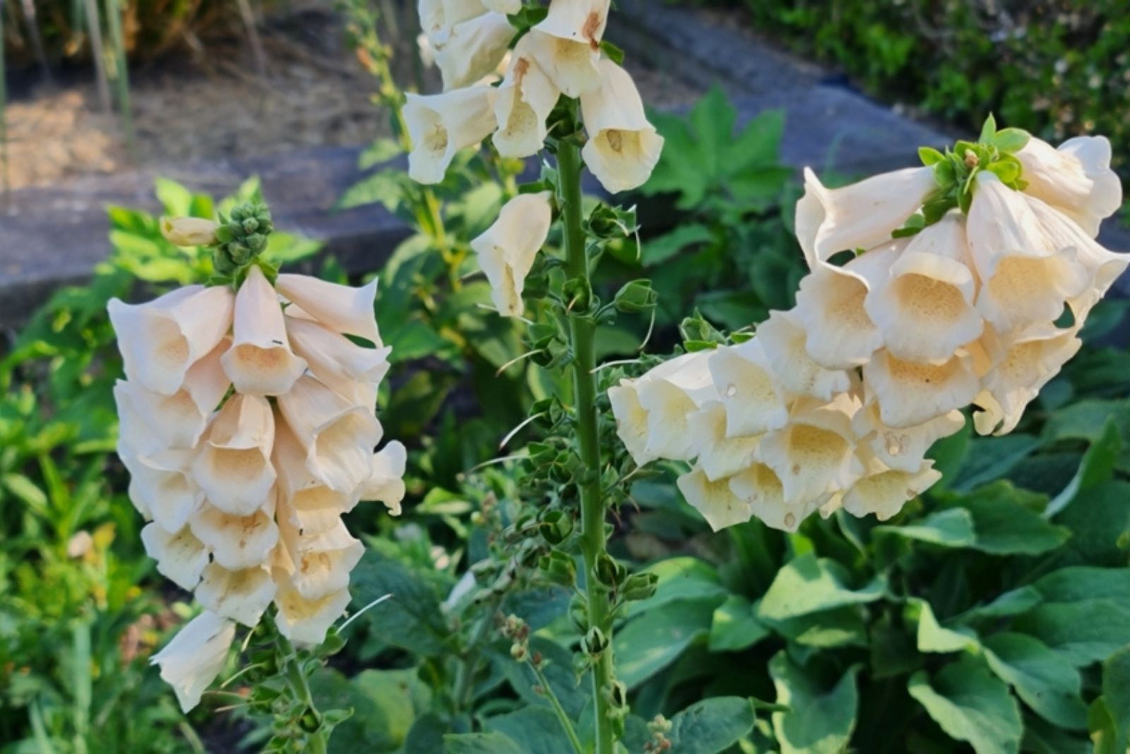 Digitalis Purpurea ‘Dalmatian Peach’