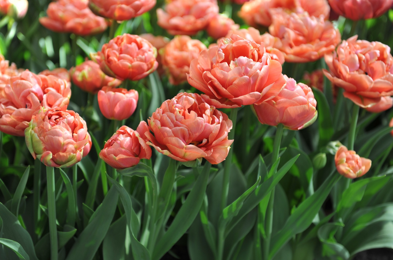 Double tulips