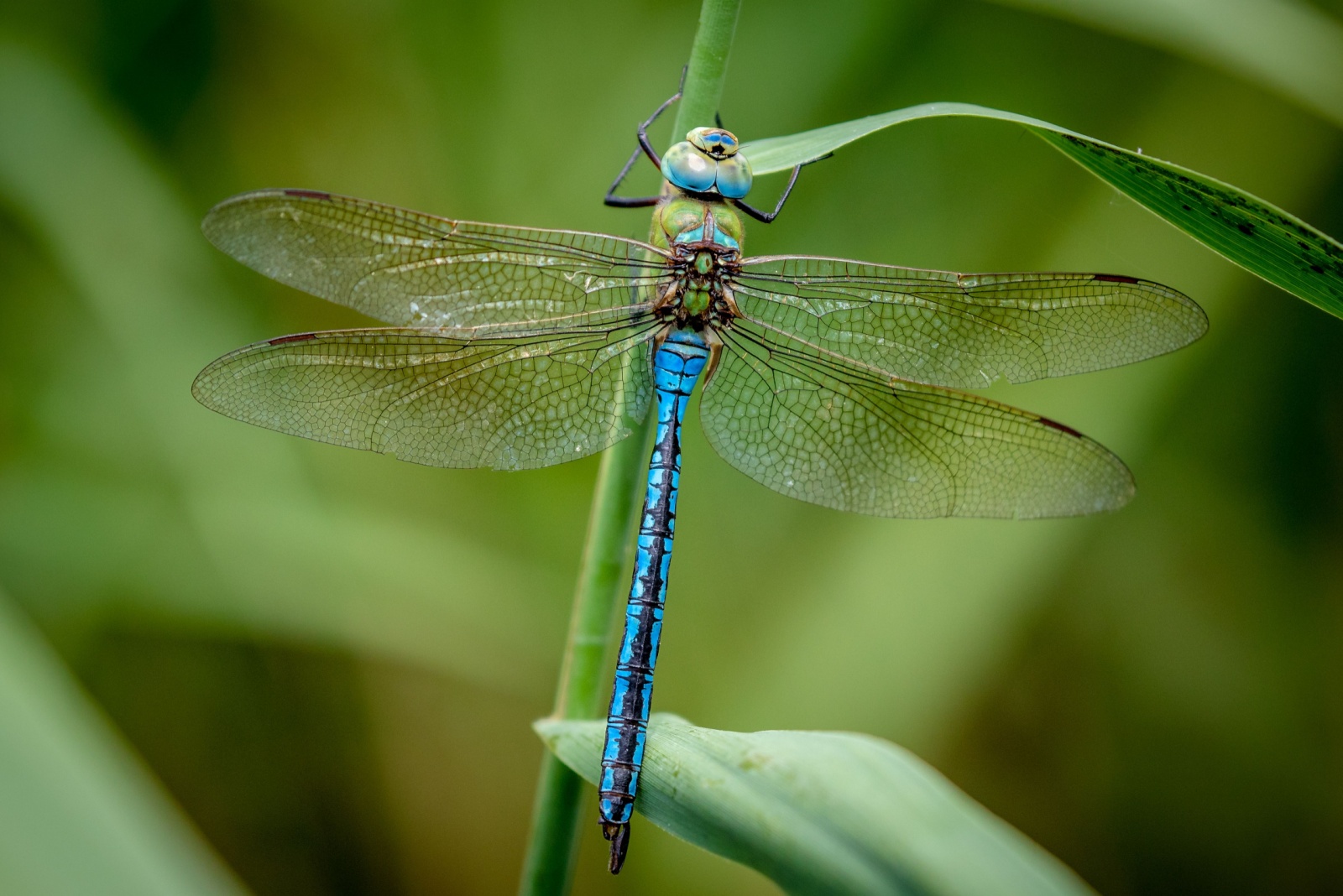 Dragonfly