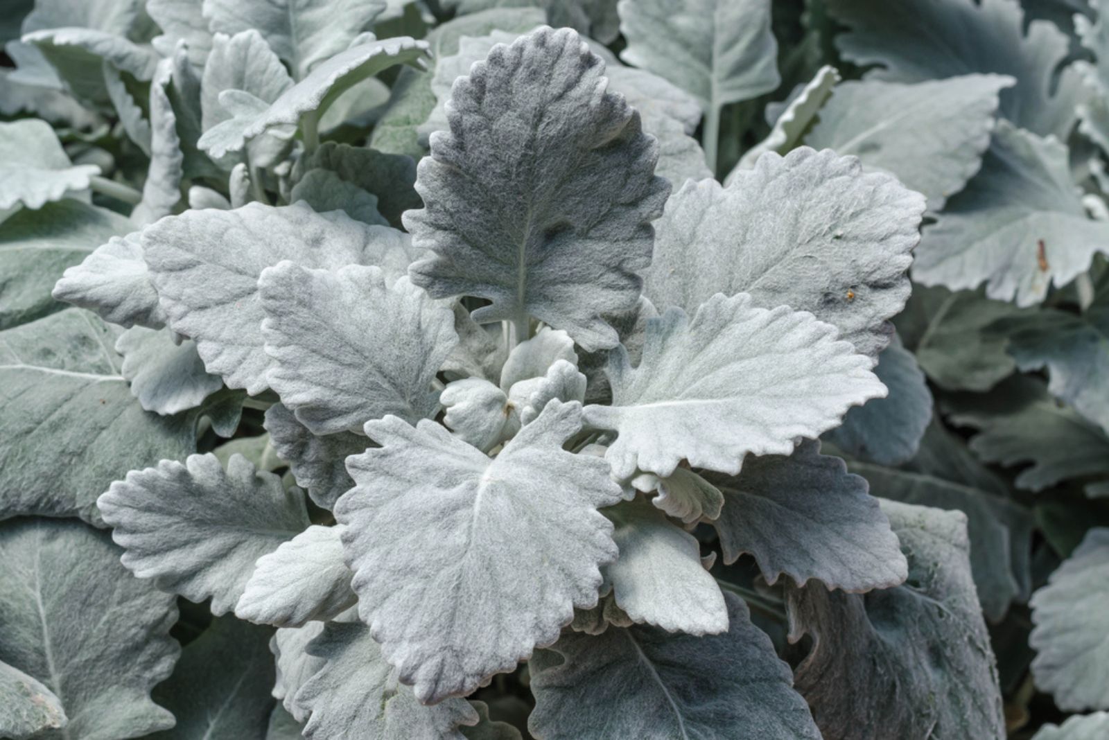 Dusty Miller