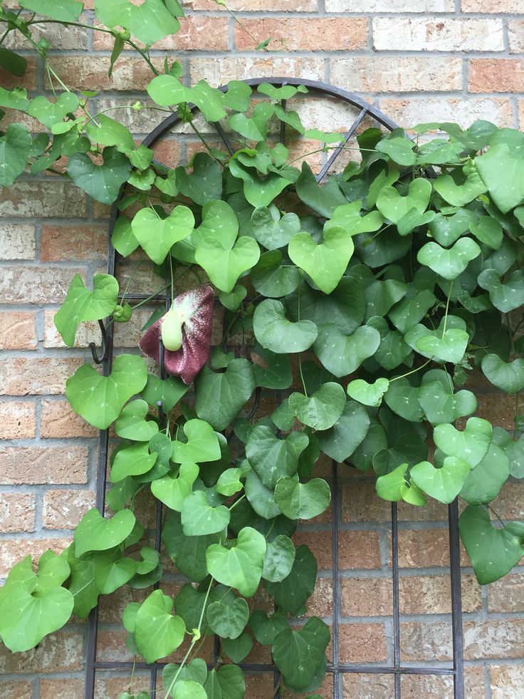 Dutchman’s Pipe vine