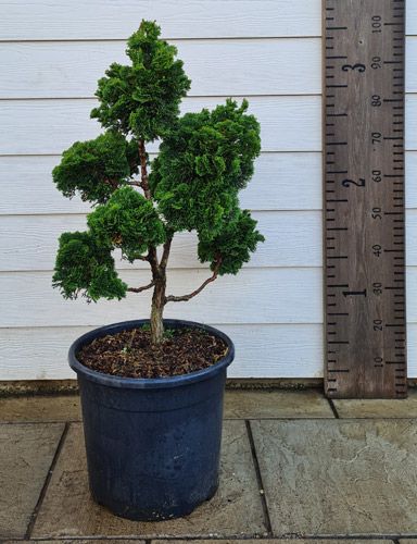 Dwarf Hinoki Cypress