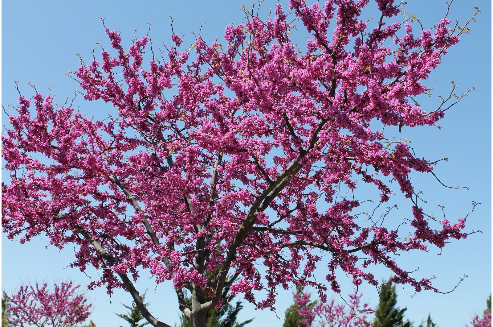 Eastern Redbud